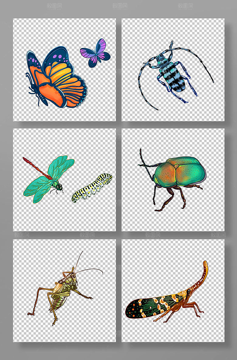 手绘蝴蝶蜻蜓天牛爬虫昆虫插画素材