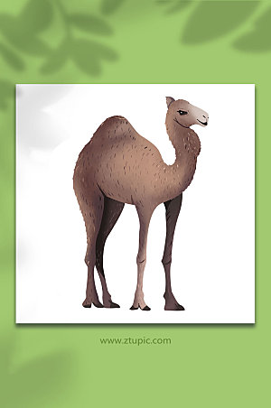 原创野骆驼国家保护动物创意插画