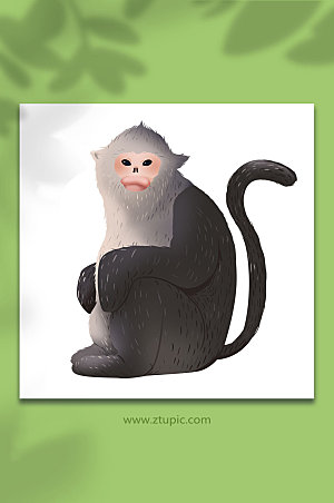 原创滇金丝猴国家动物元素插画