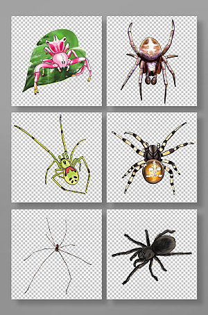 手绘写实蜘蛛昆虫元素原创插画