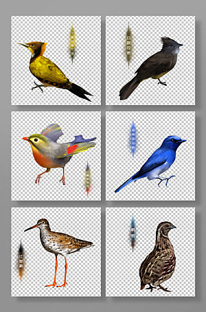 写实鸟类手绘保护动物原创插画