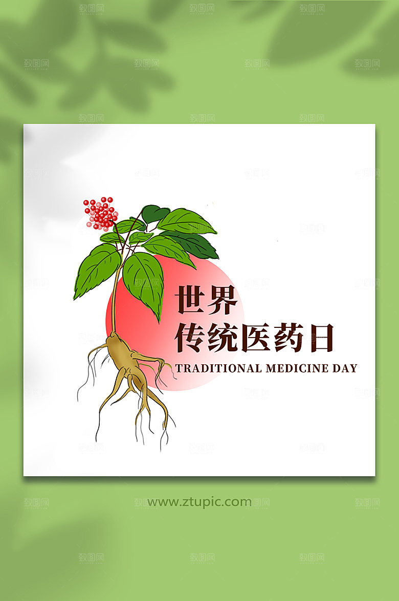 高端人参西洋参草本植物原创插画