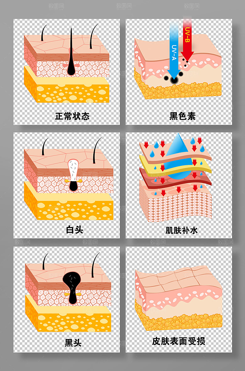 手绘美容补水刨面图面部皮肤插画