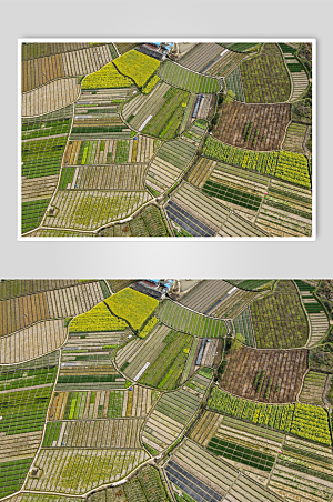 绿色农业种植农作物航拍摄影图照片
