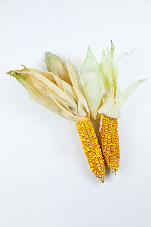 黄色老玉米苞谷美食摄影图片