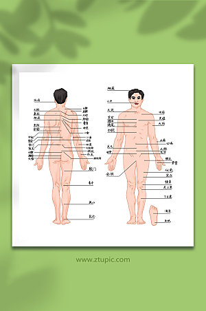 中医养生传统人体穴位图插画