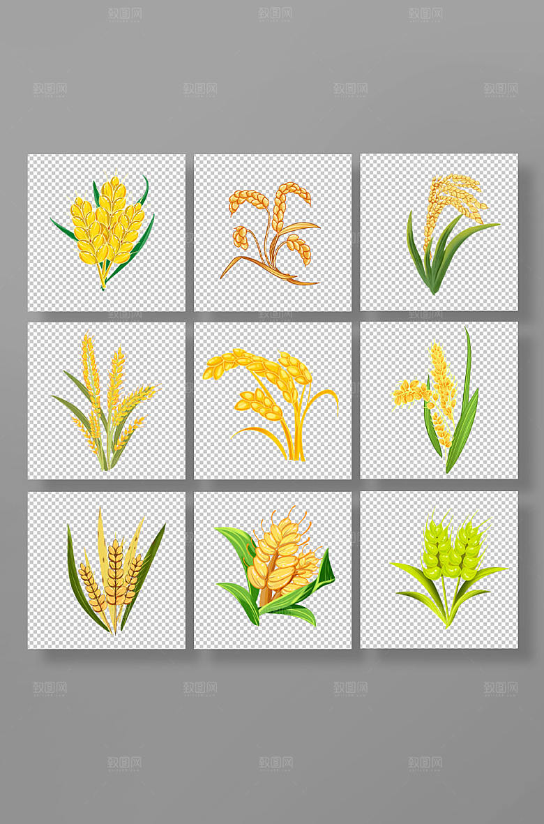 手绘农作物稻谷稻穗元素插画