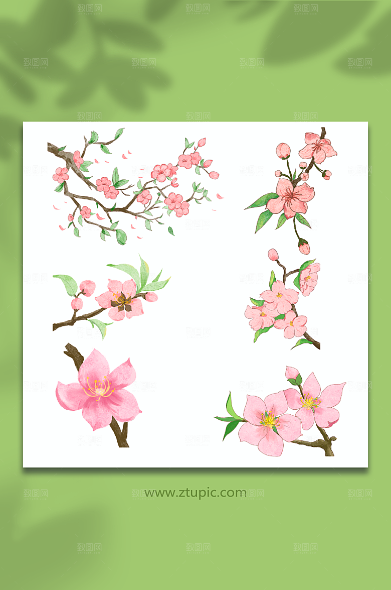 古风桃花樱花花卉元素插画