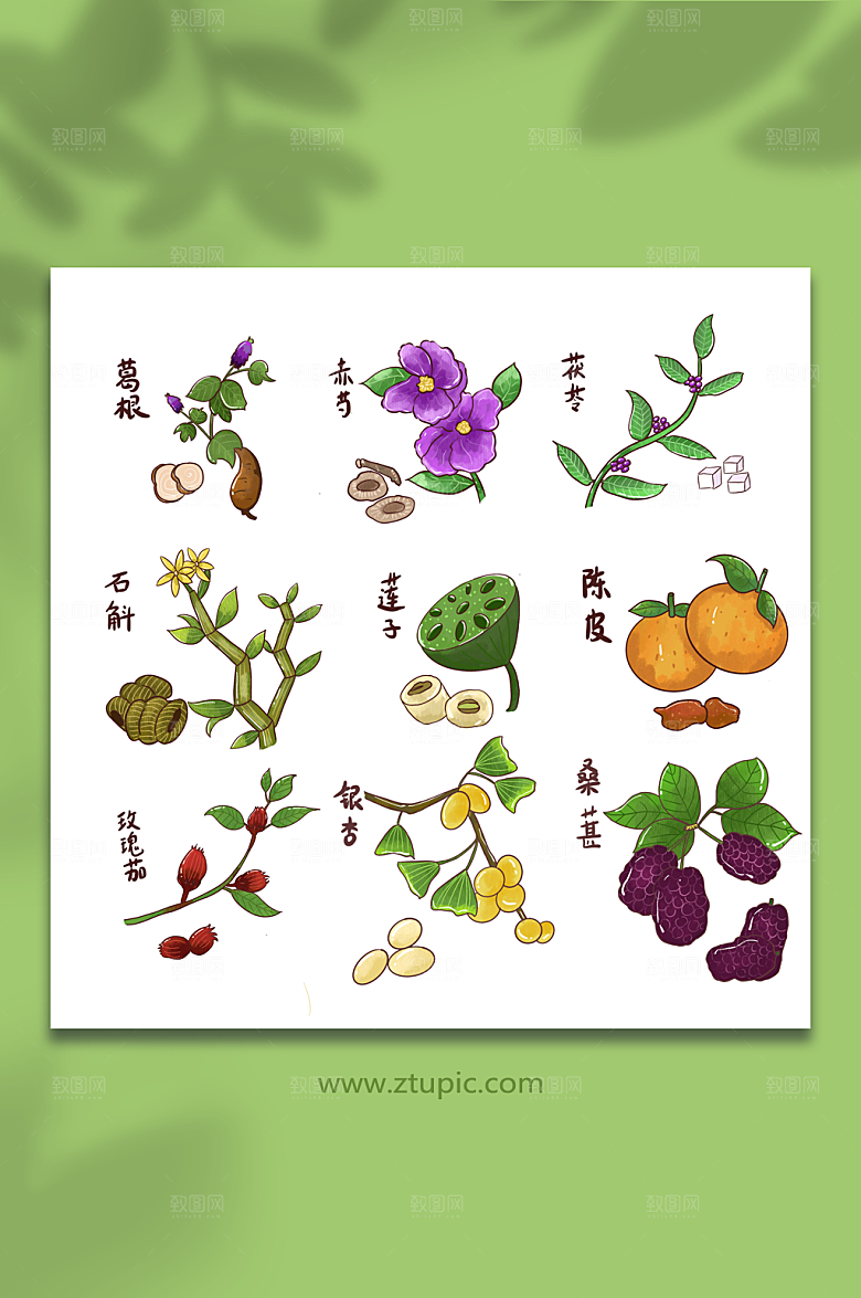 手绘卡通中草药材组合元素插画