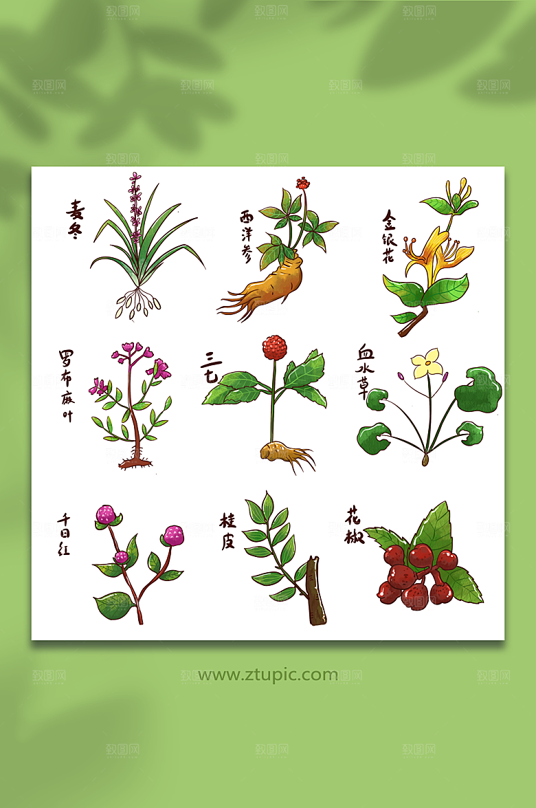 卡通手绘中草药种类系列插画