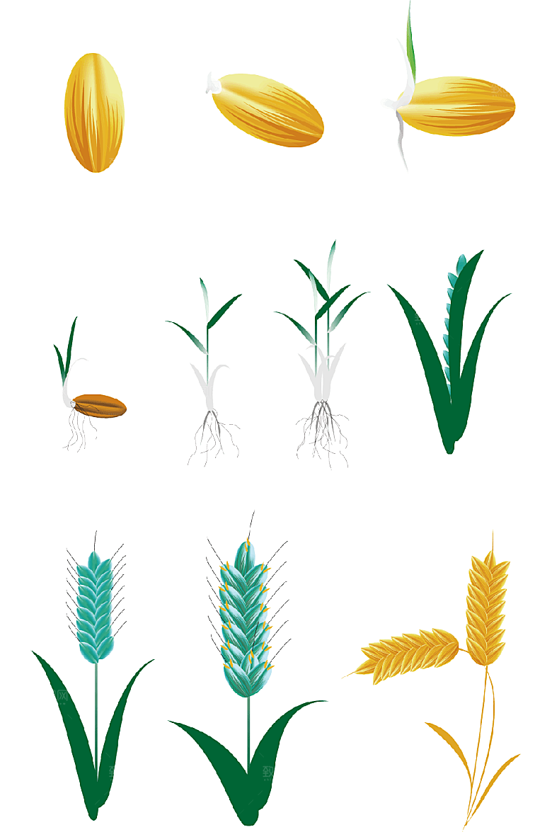 简约稻谷小麦元素插画元素