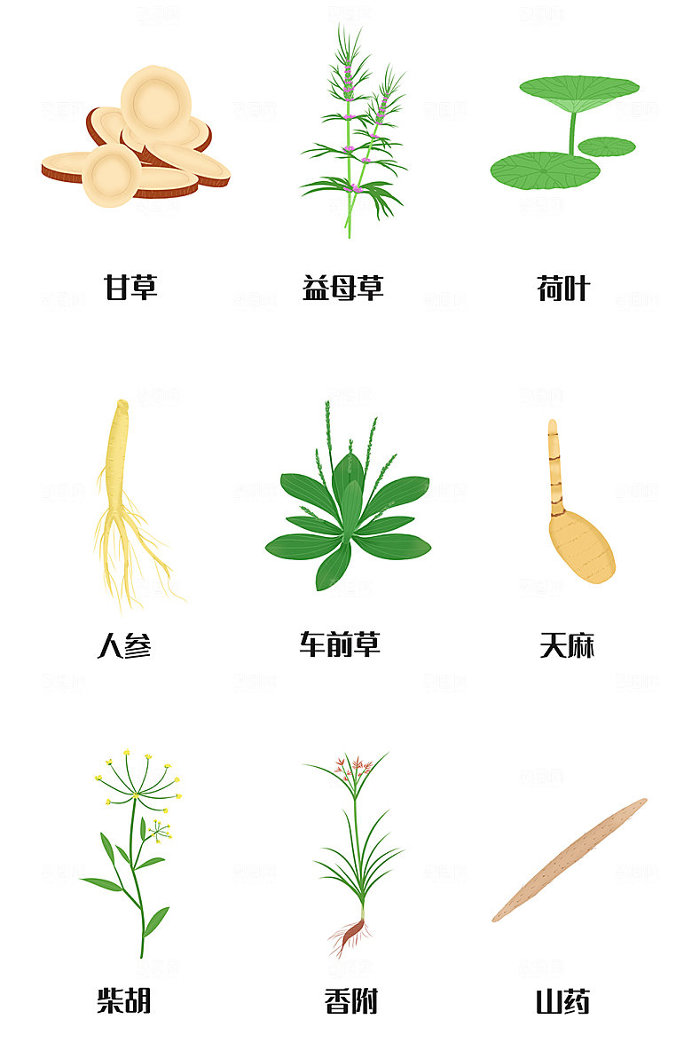 人参荷叶益母草中草药材手绘卡通插画