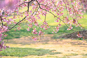 春日樱花草地风景摄影图