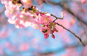 春日樱花蜜蜂摄影图