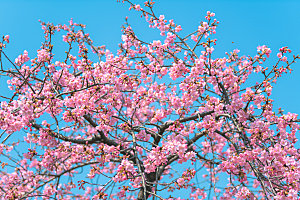 浪漫樱花树摄影图