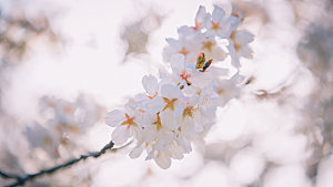 春日浪漫樱花摄影图