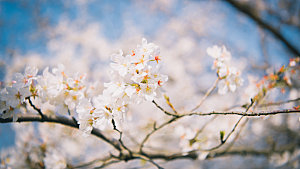 三月浪漫樱花摄影图
