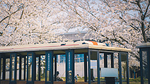 樱花小火车摄影图