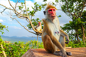 野生动物猴子摄影图