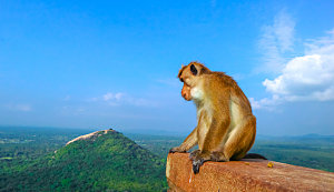 野生动物猴子远眺摄影图