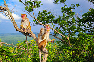 斯里兰卡猴子摄影图