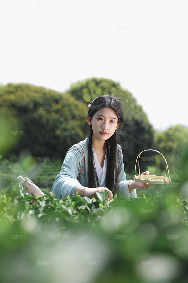 清明汉服少女茶园采茶摄影图