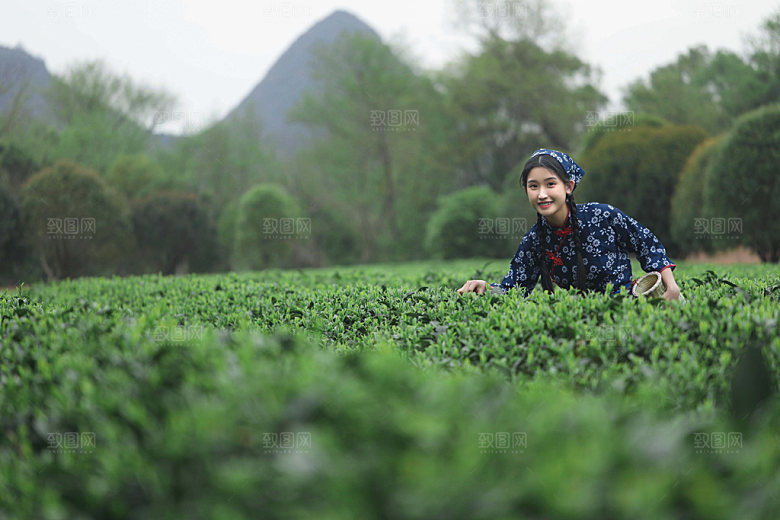 清明茶园采茶女孩摄影图