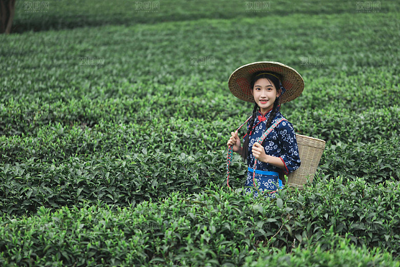 采茶少女茶园摄影图