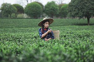 茶叶采摘茶园人像风景摄影图