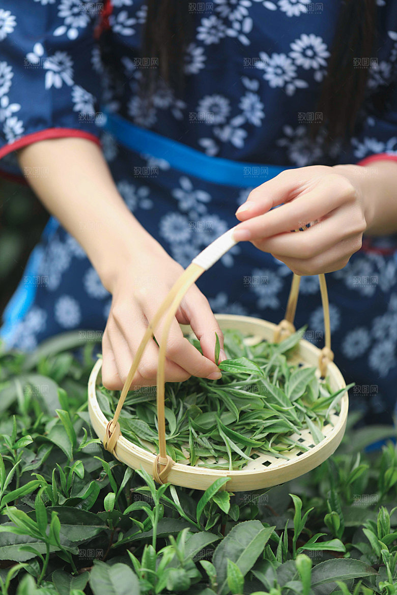 清明采摘茶叶摄影图