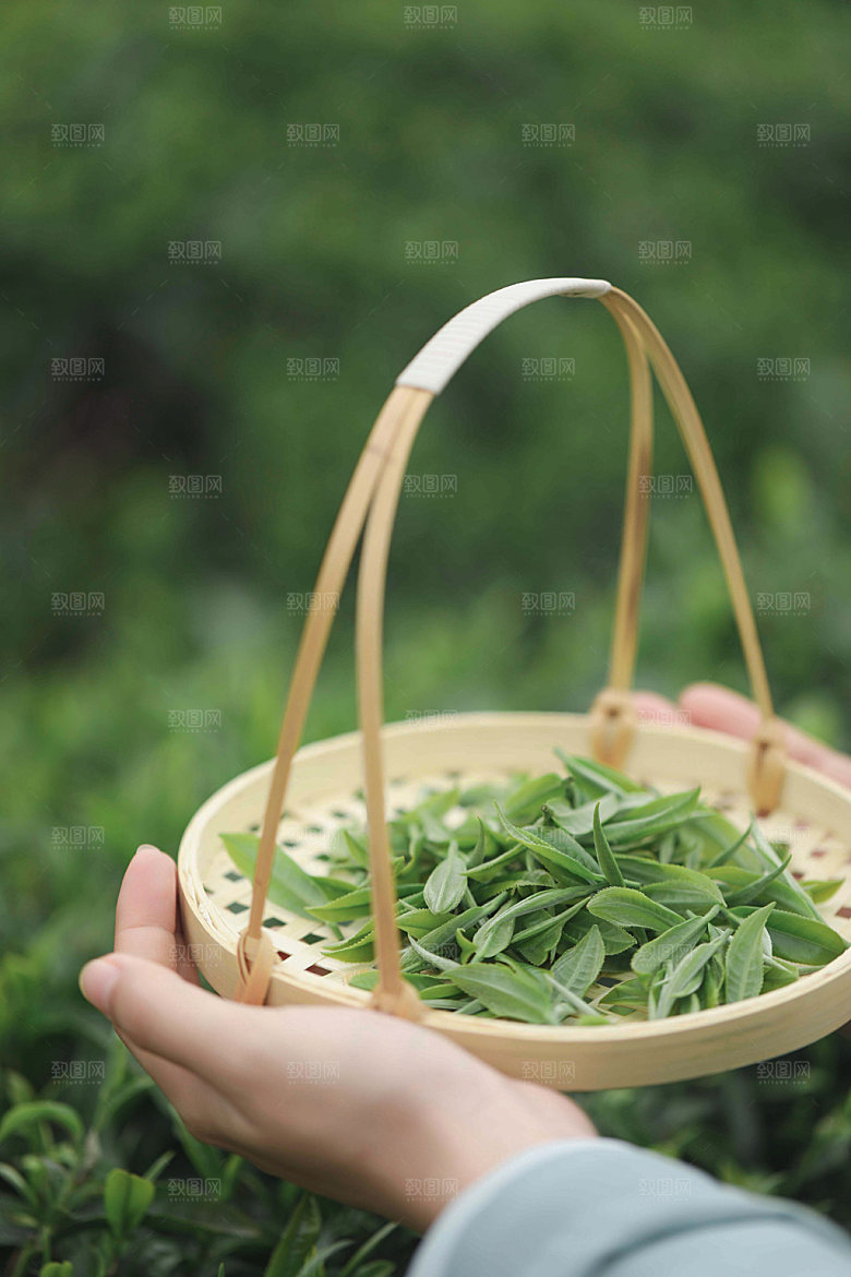 清明采茶茶叶摄影图