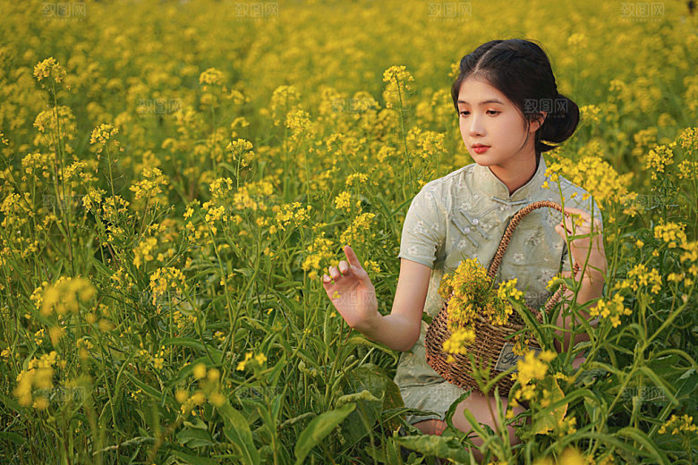 油菜花旗袍少女踏春摄影图