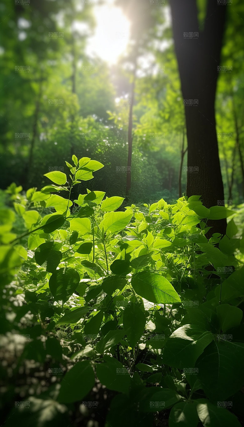 夏日绿荫逆光森林摄影图