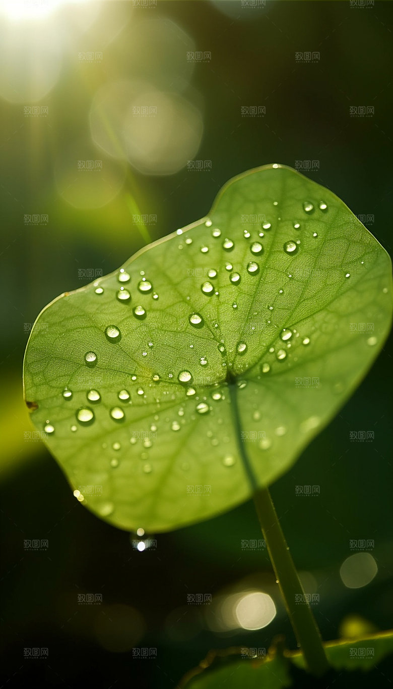 荷叶露水特写摄影图