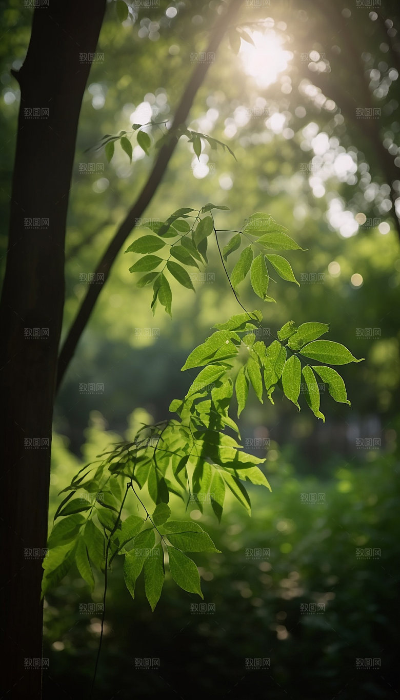 夏日绿荫逆光森林摄影图