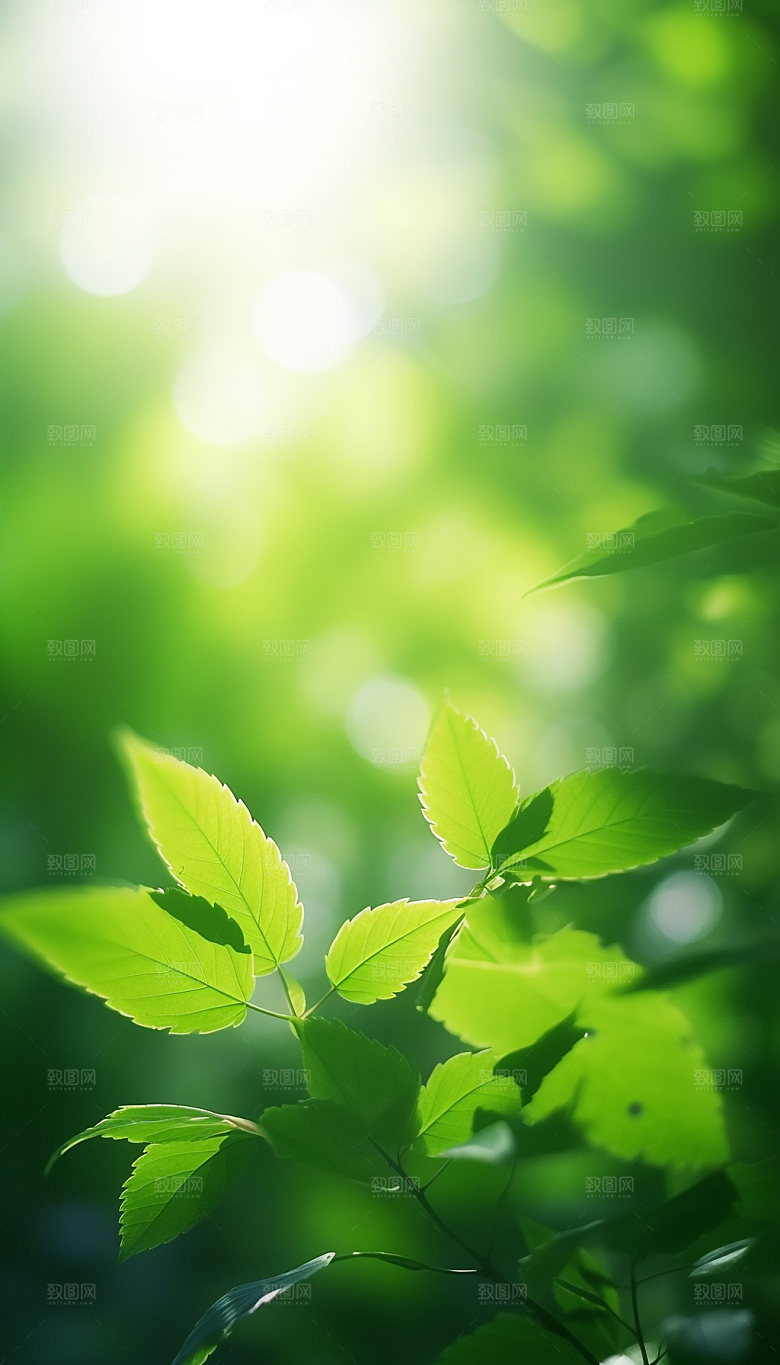 夏日绿荫逆光森林摄影图