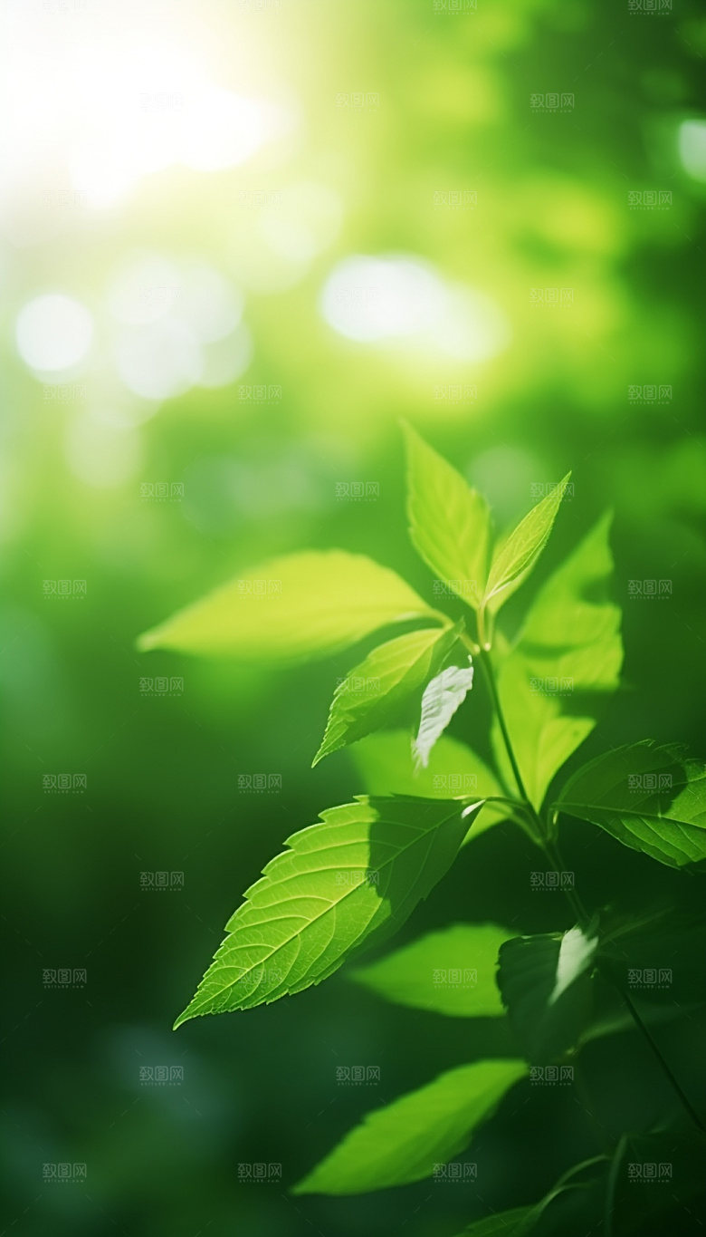 夏日绿荫逆光森林摄影图