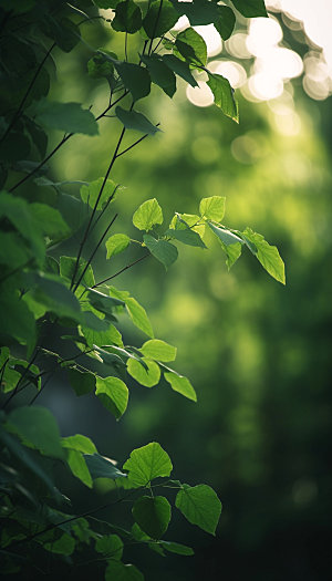 夏日绿荫逆光森林摄影图