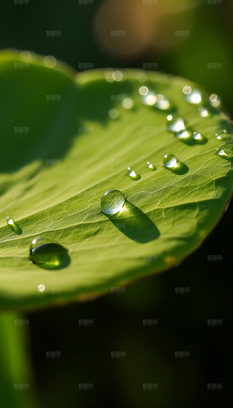 荷叶露水特写摄影图