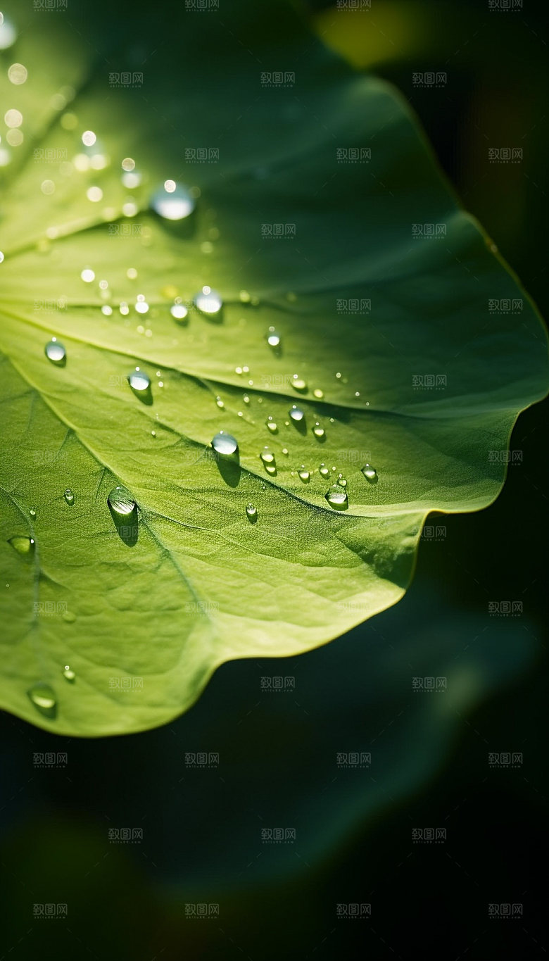 荷叶露水特写摄影图