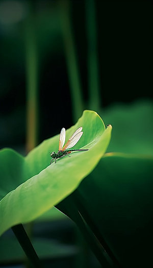 夏日蜻蜓荷叶摄影图