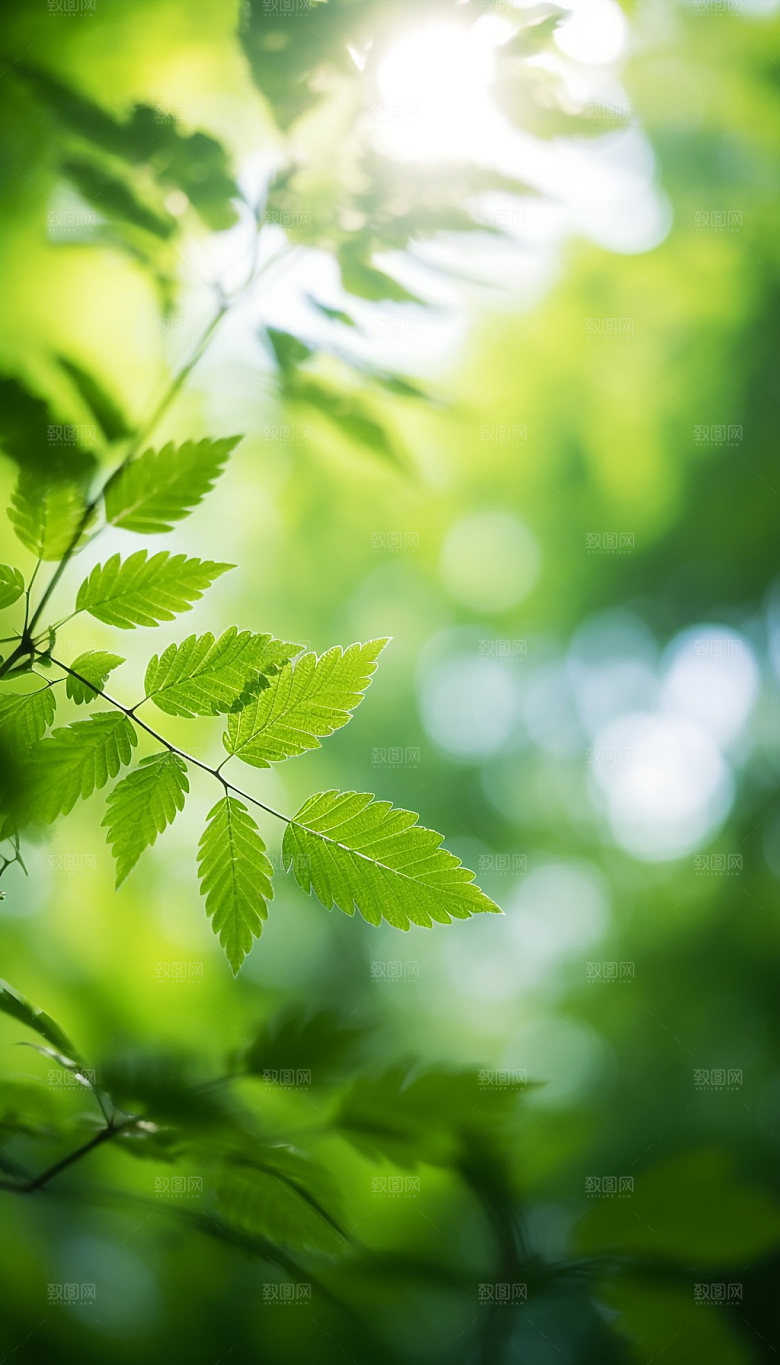 夏日绿荫逆光森林摄影图