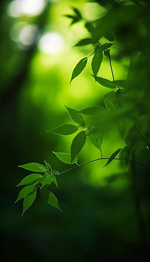 夏日绿荫逆光森林摄影图