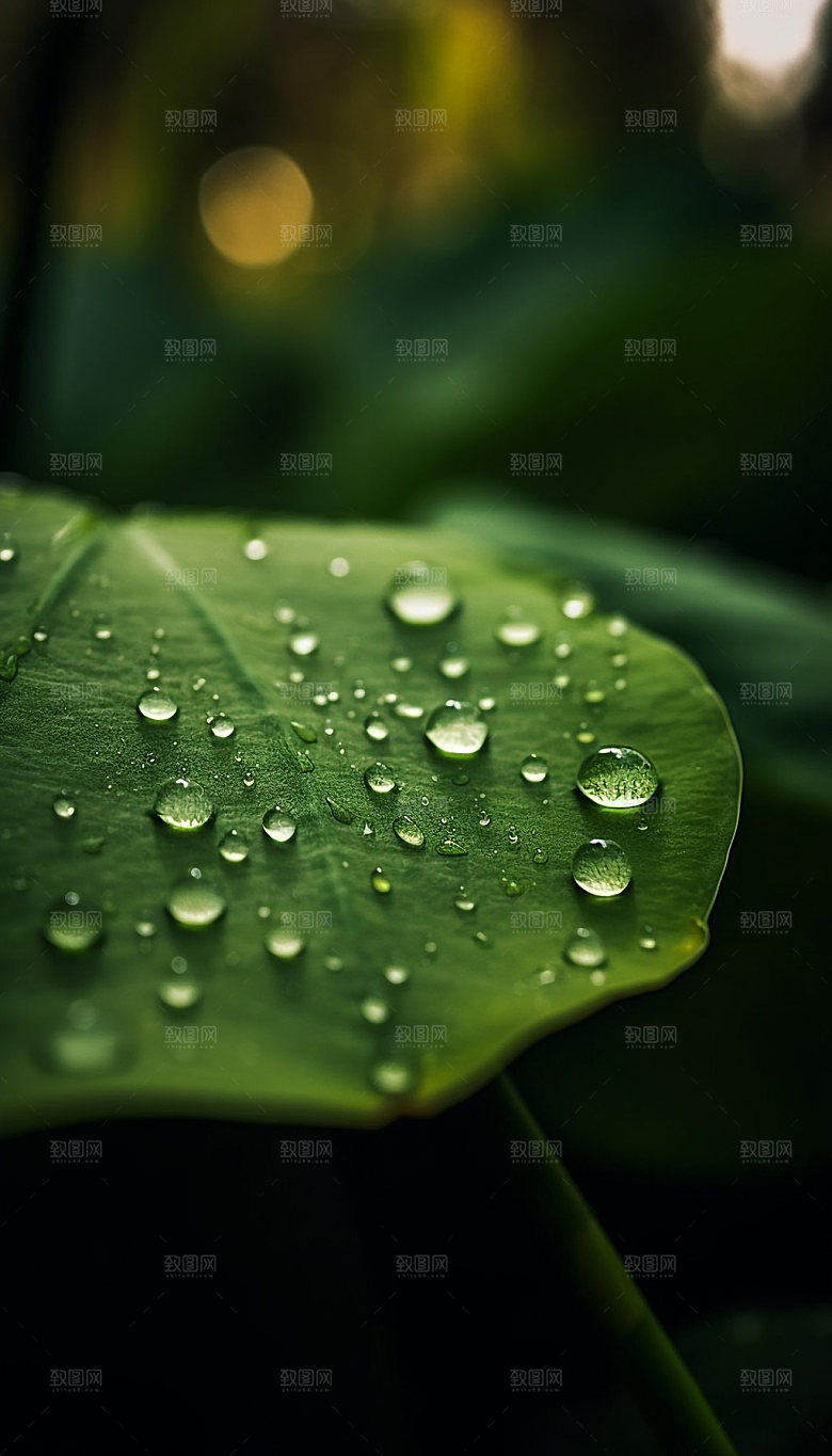 荷叶露水特写摄影图
