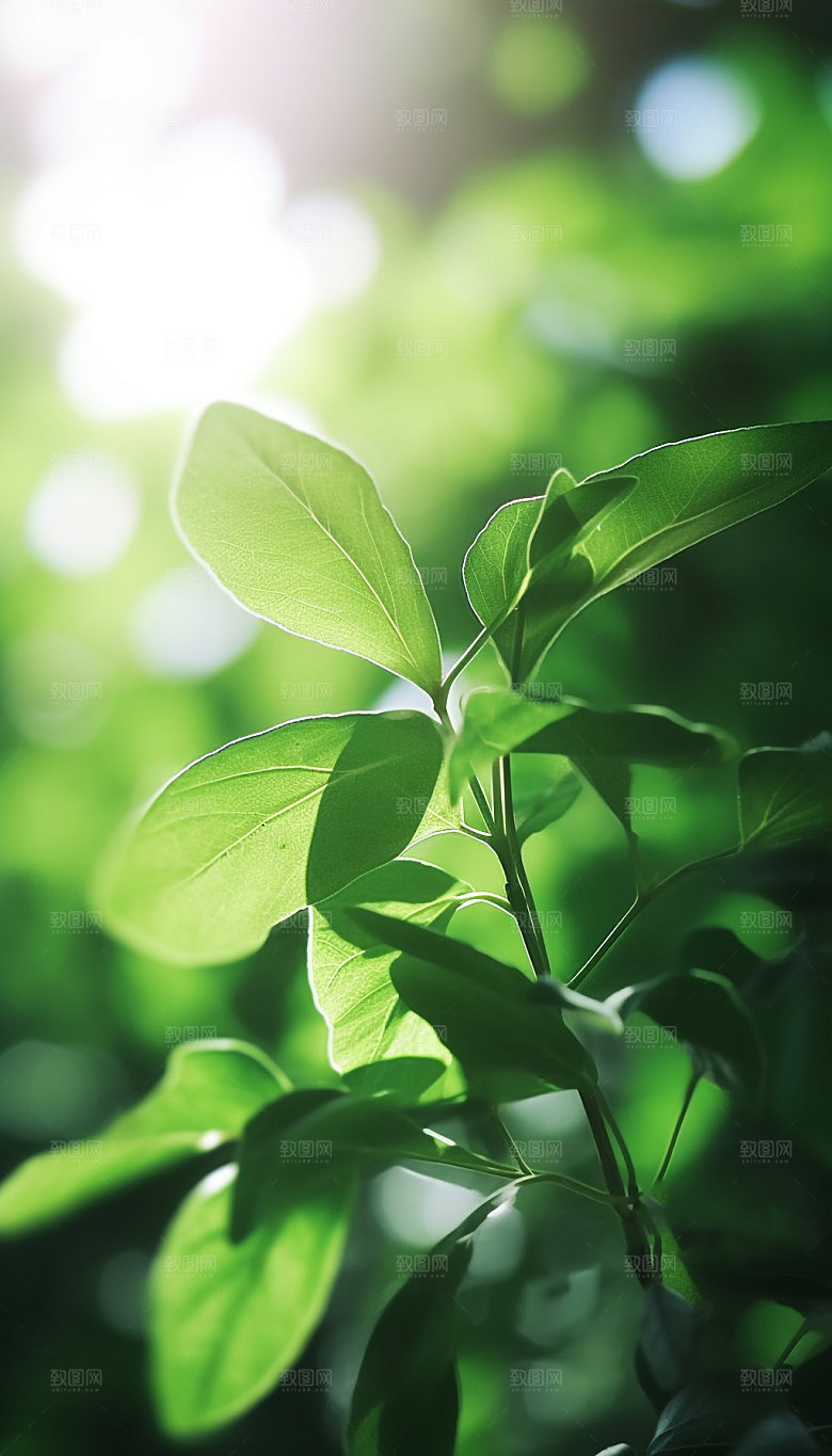 夏日绿荫逆光森林摄影图