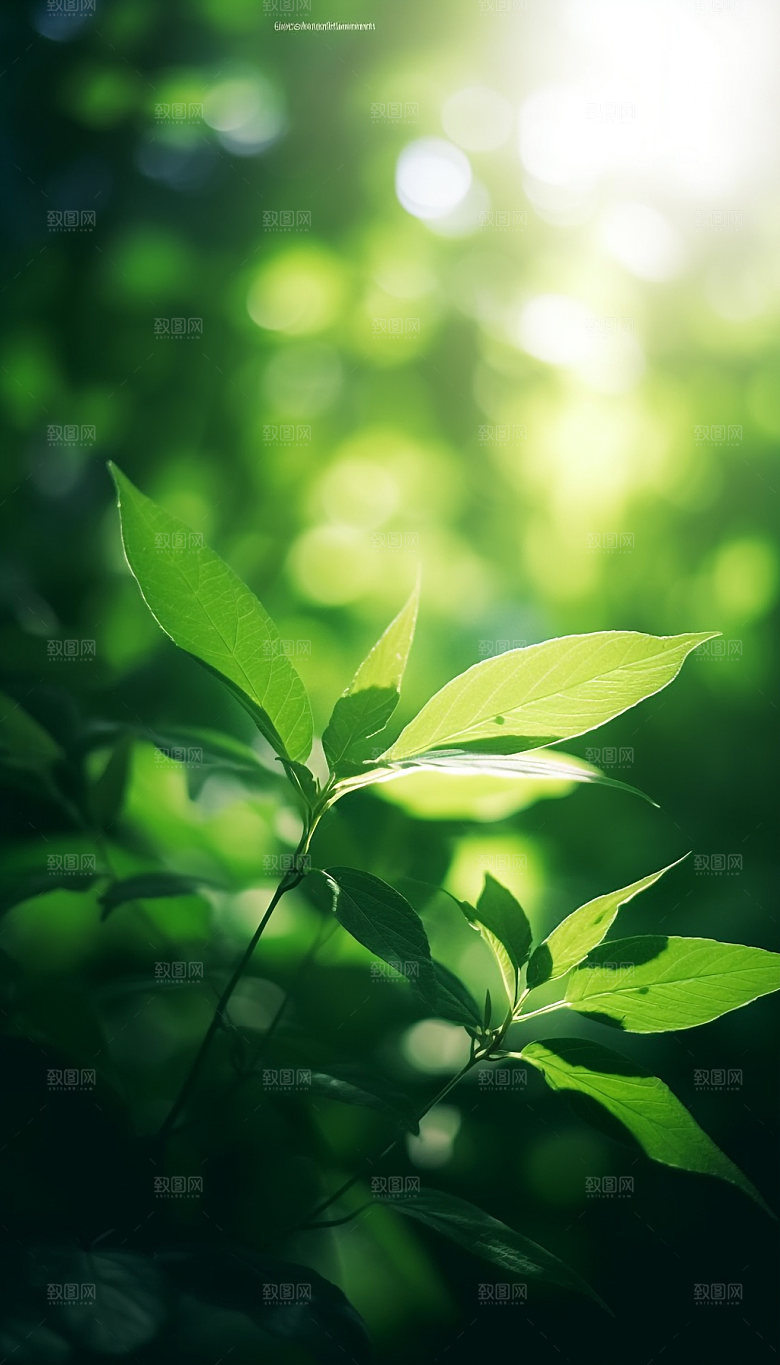 夏日绿荫逆光森林摄影图