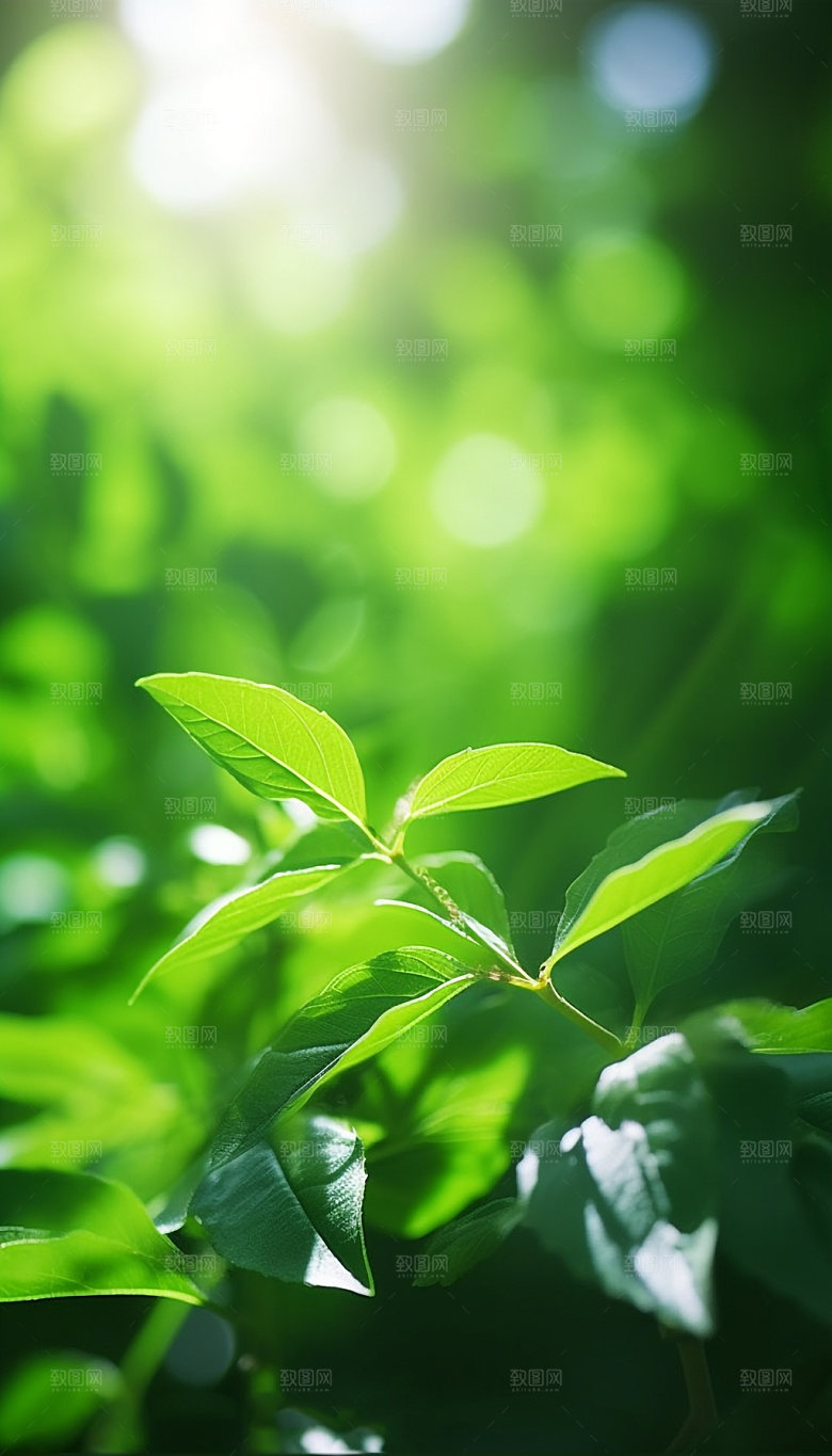 夏日绿荫逆光森林摄影图