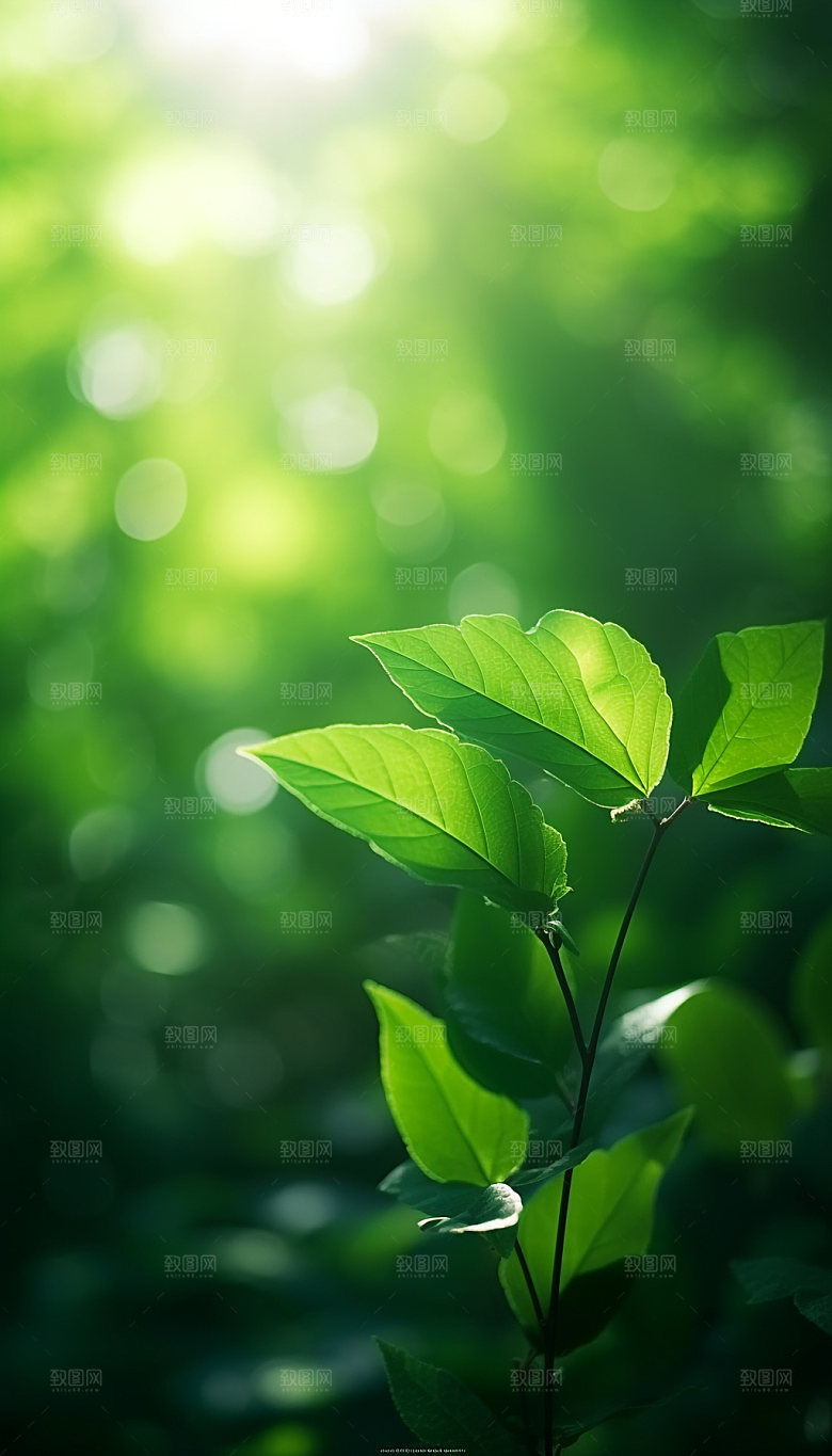 夏日绿荫逆光森林摄影图