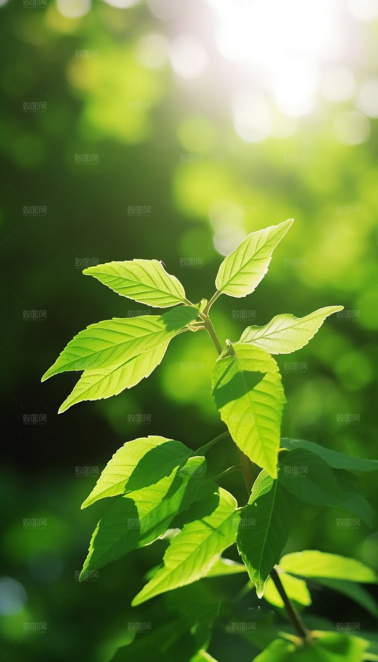 夏日绿荫逆光森林摄影图