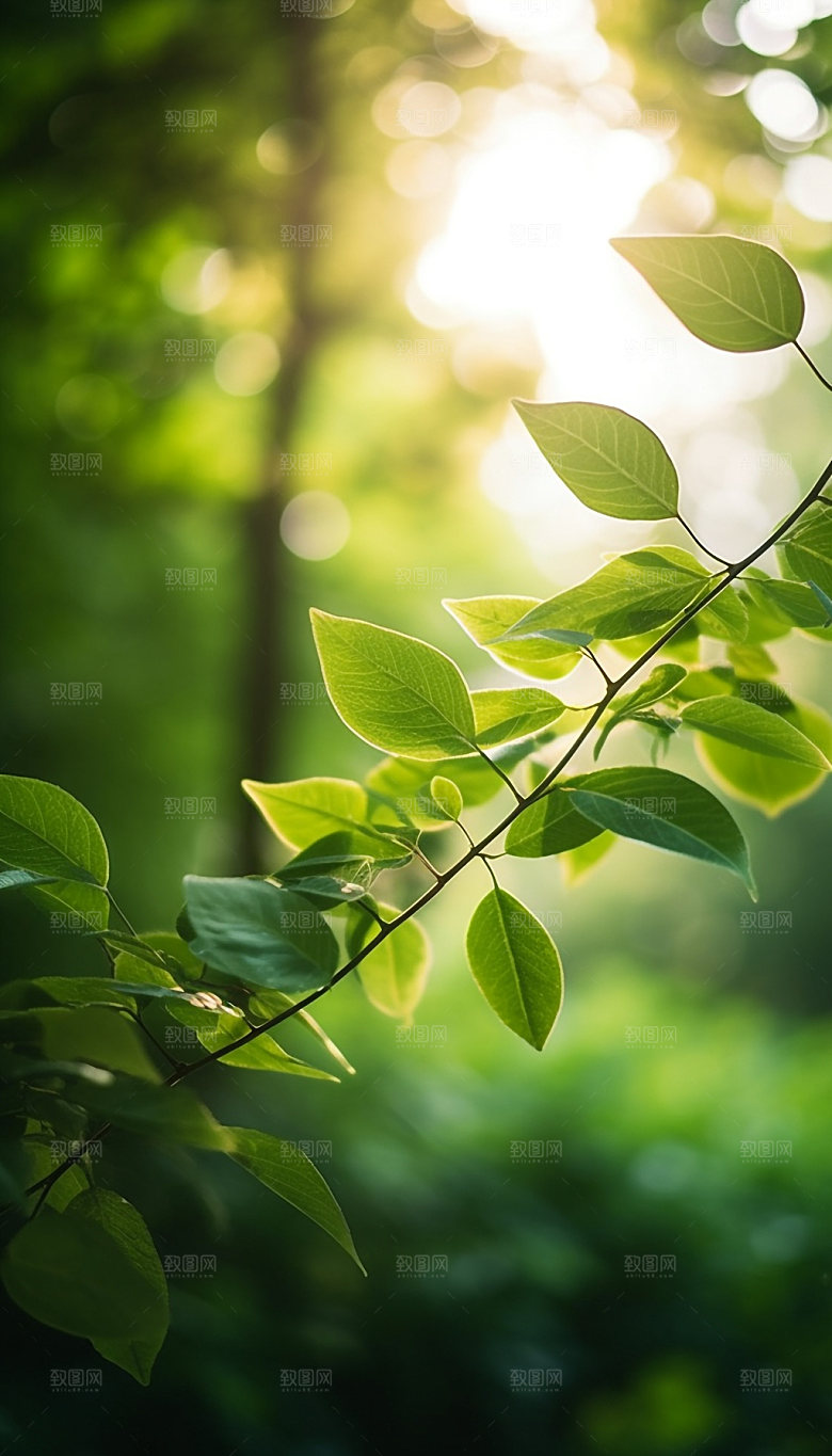 夏日绿荫逆光森林摄影图